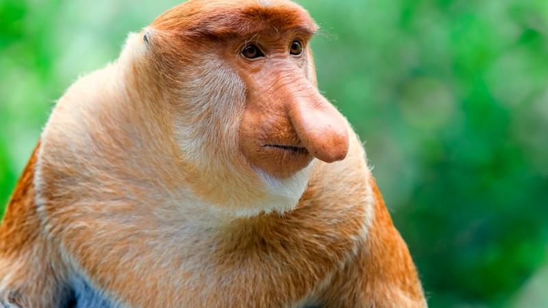 Borneói Kalandok Malájzia körutazás