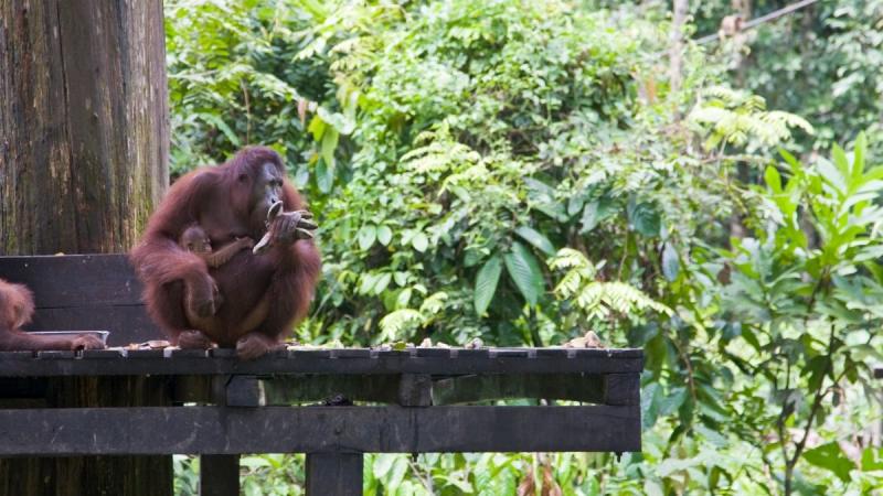 Borneói Kalandok Malájzia körutazás