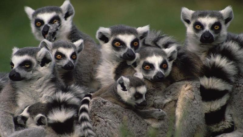 Madagaszkár Csodái - Egyéni Körutazás