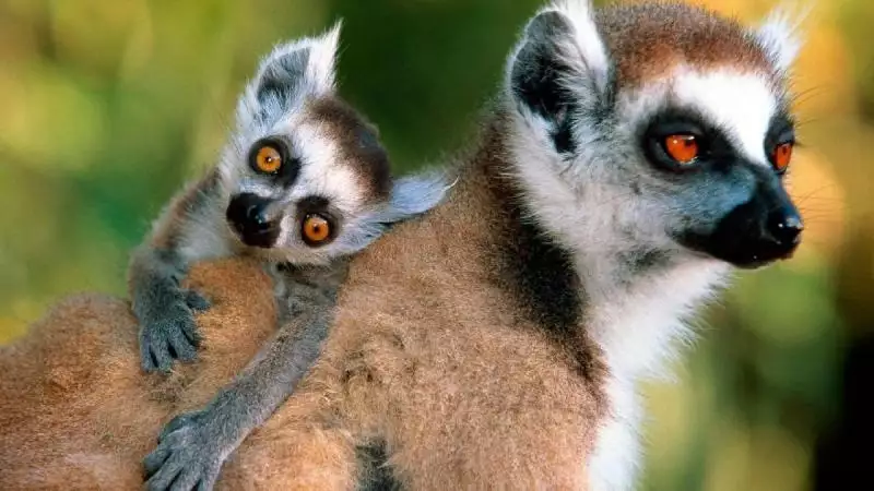 Madagaszkár Csodái - Egyéni Körutazás