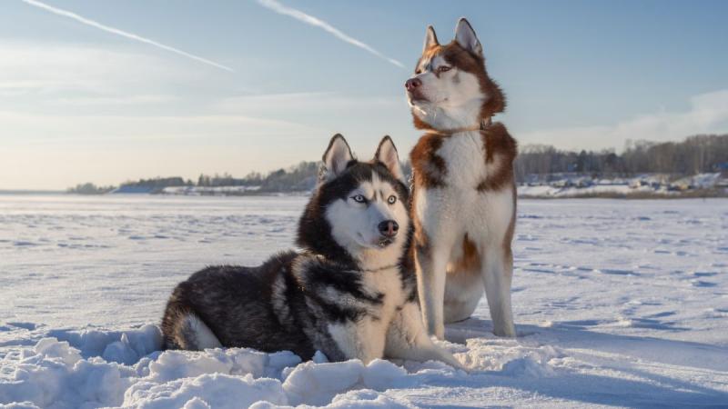 Téli Kalandok - Az Északi Fény Nyomában
