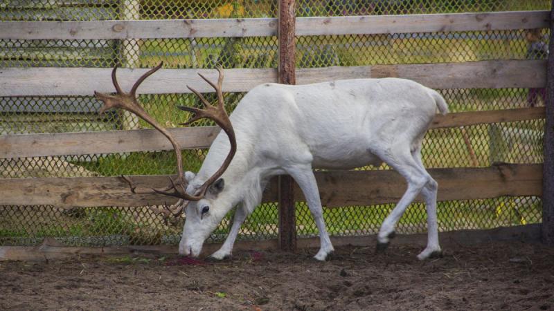 Téli Kalandok - Az Északi Fény Nyomában