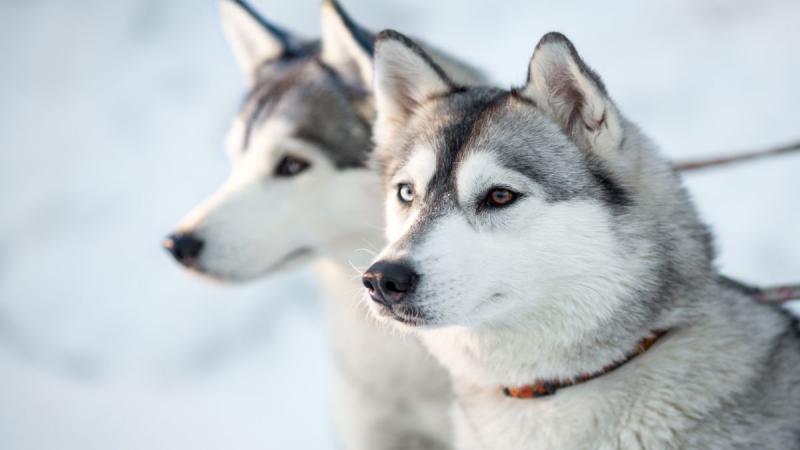 Téli Kalandok - Az Északi Fény Nyomában