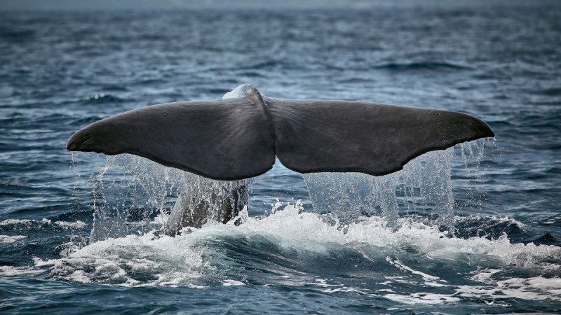 Azori-szigetek – Sao Miguel És Terceira