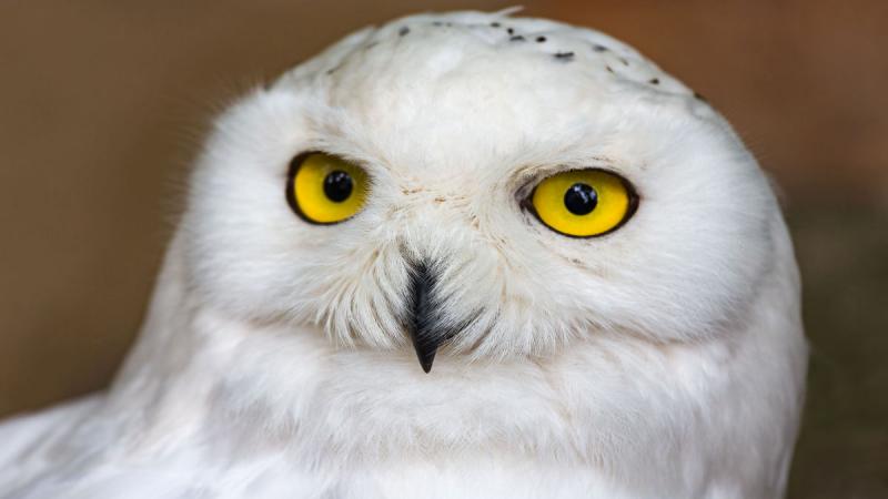 London utazás London Varázstanoncoknak