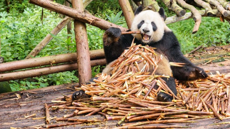 Kínai Körutazás A Tűhegyek És A Pandák Földjén