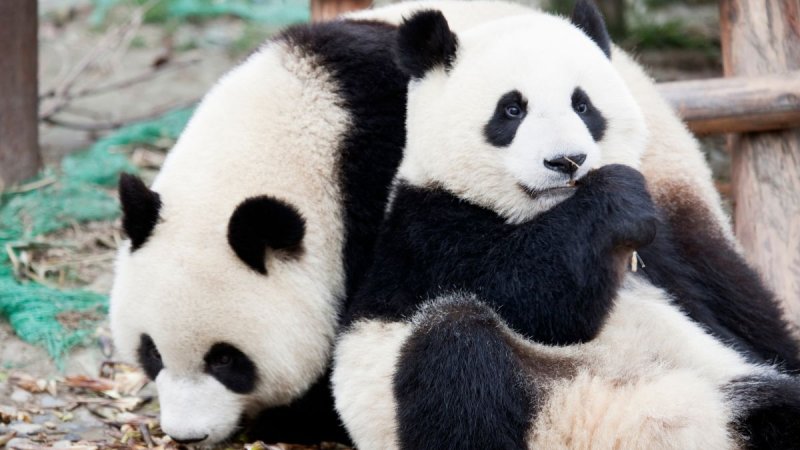 Kínai Körutazás A Tűhegyek És A Pandák Földjén