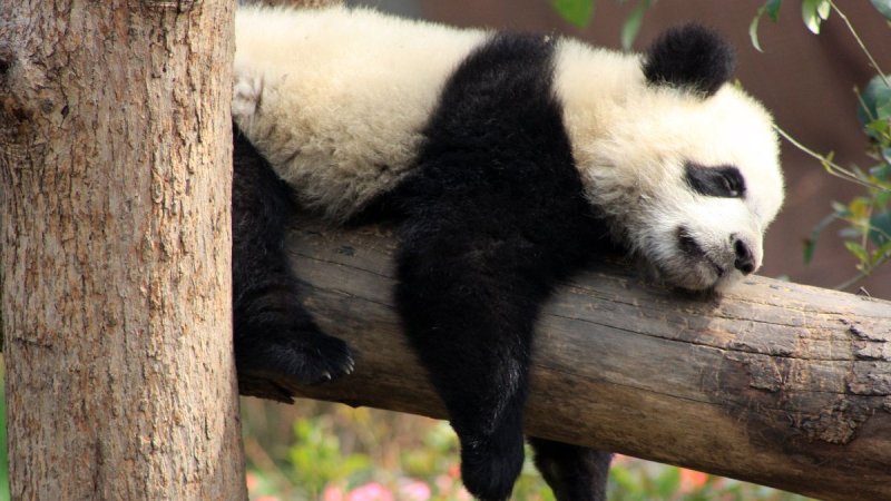 Kínai Körutazás A Tűhegyek És A Pandák Földjén