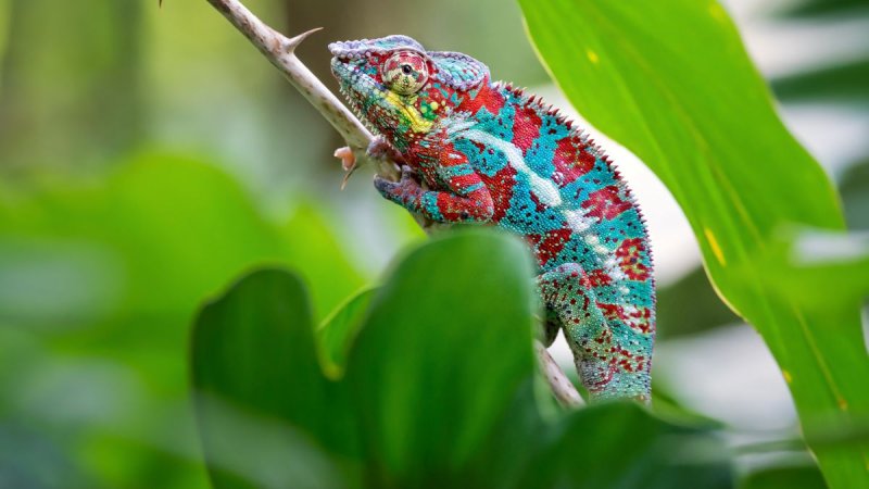 Madagaszkár körutazás