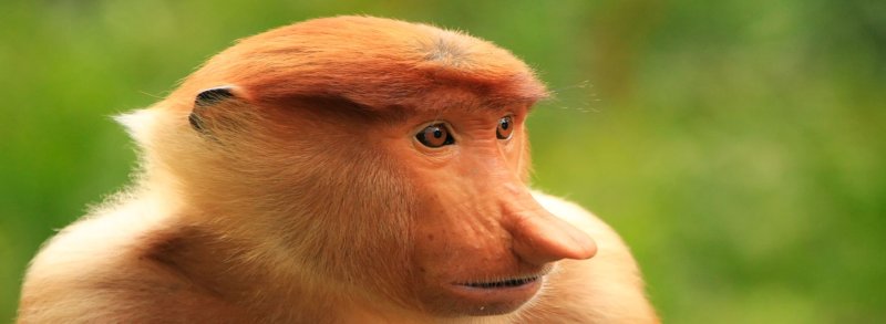 Borneói Kalandok - Látogatással Kuala Lumpurban