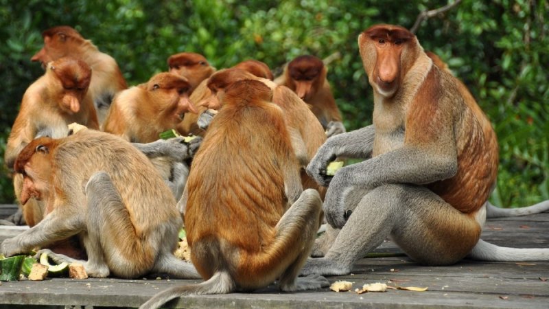 Borneói Kalandok - Látogatással Kuala Lumpurban