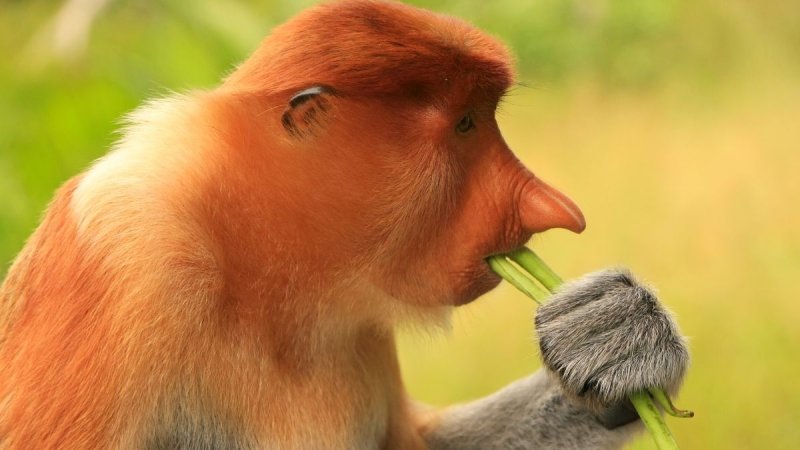 Borneói Kalandok - Látogatással Kuala Lumpurban