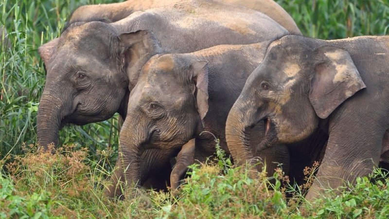 Borneói Kalandok - Látogatással Kuala Lumpurban