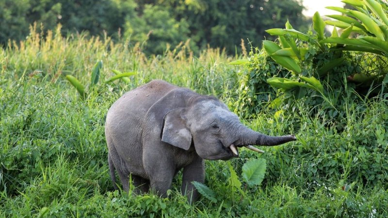 Borneói Kalandok - Látogatással Kuala Lumpurban