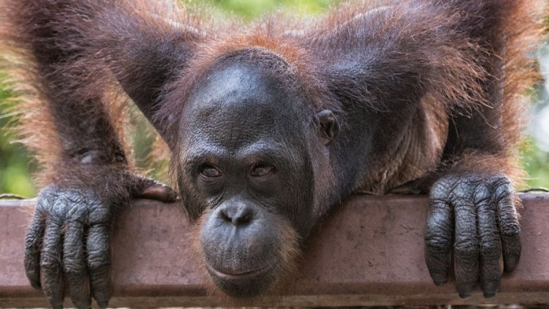 Borneói Kalandok - Látogatással Kuala Lumpurban