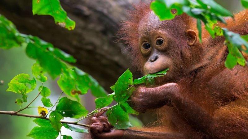 Borneói Kalandok - Látogatással Kuala Lumpurban