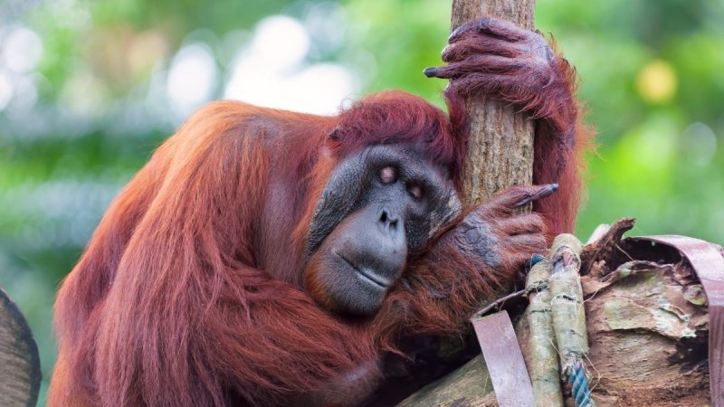 Borneói Kalandok - Látogatással Kuala Lumpurban