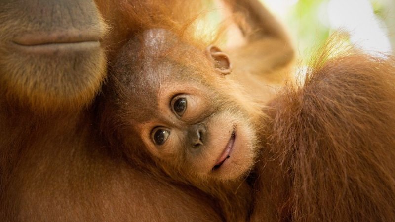 Borneói Kalandok - Látogatással Kuala Lumpurban