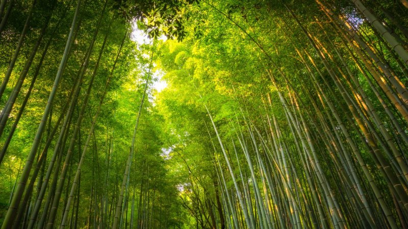 Császárok, Sógunok, Gésák – Tokió, Kiotó És Oszaka