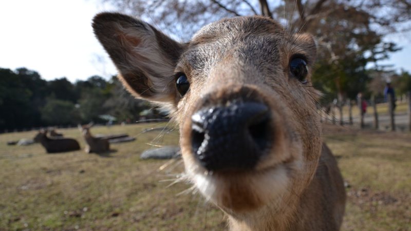 Császárok, Sógunok, Gésák – Tokió, Kiotó És Oszaka