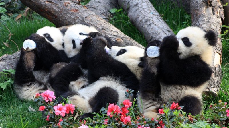 Kínai Körutazás A Tűhegyek És A Pandák Földjén