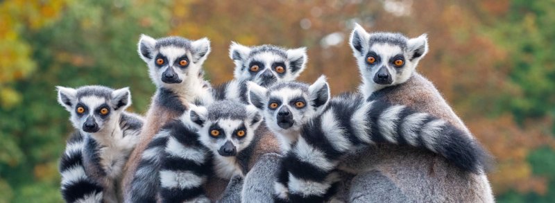 Madagaszkár Csodái