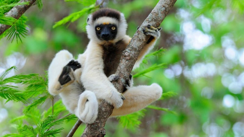 Madagaszkár Felfedezése