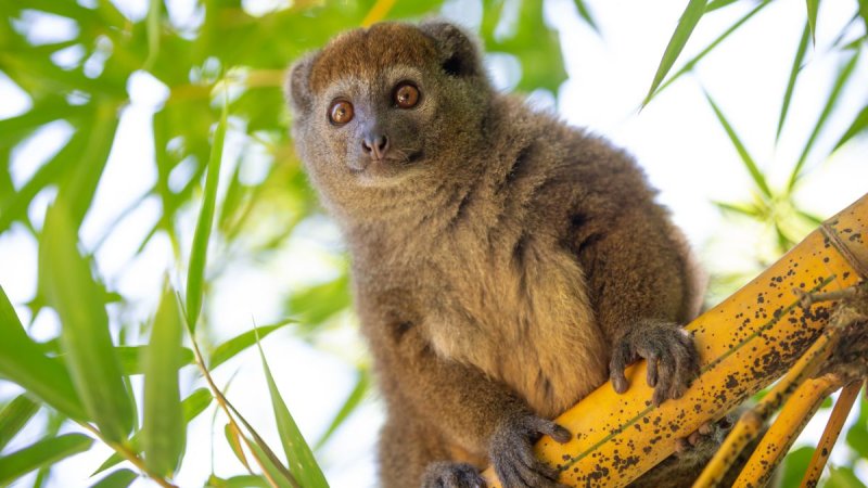 Madagaszkár Felfedezése