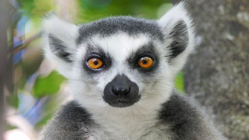 Madagaszkár Felfedezése