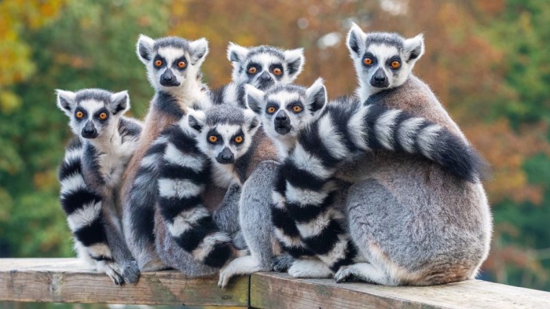 Madagaszkár Felfedezése