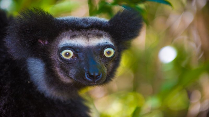Madagaszkár Felfedezése