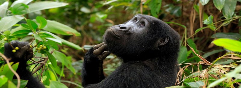 Uganda Szafari - Egyéni Körutazás