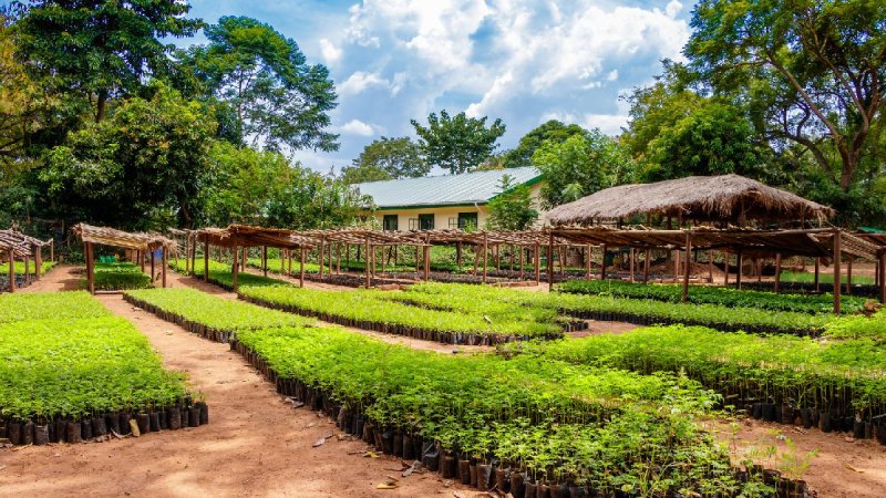 Uganda Szafari - Egyéni Körutazás