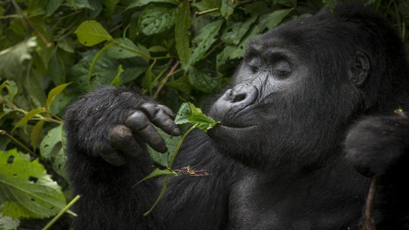 Uganda Szafari - Egyéni Körutazás