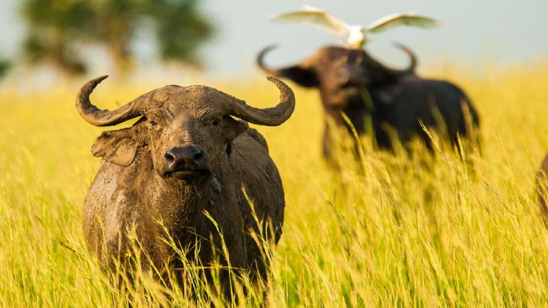 Uganda Szafari - Egyéni Körutazás