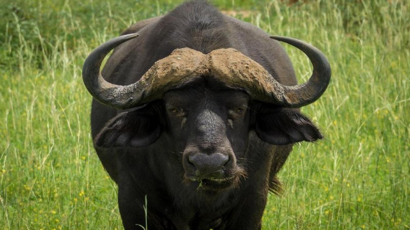 Uganda Szafari - Egyéni Körutazás