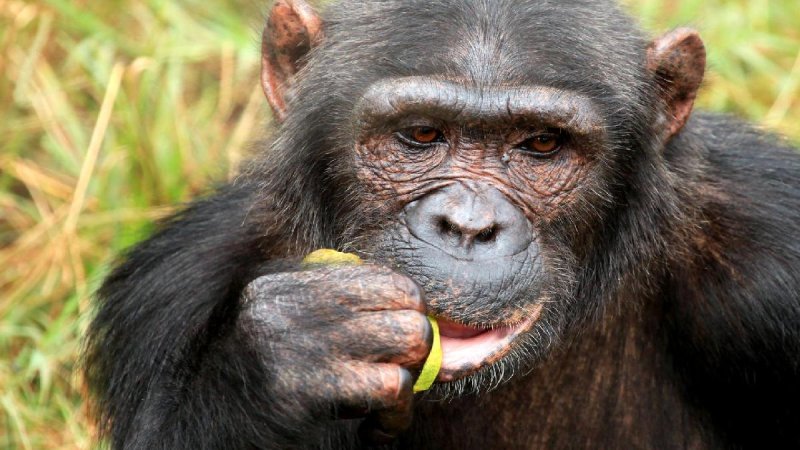 Uganda Szafari - Egyéni Körutazás