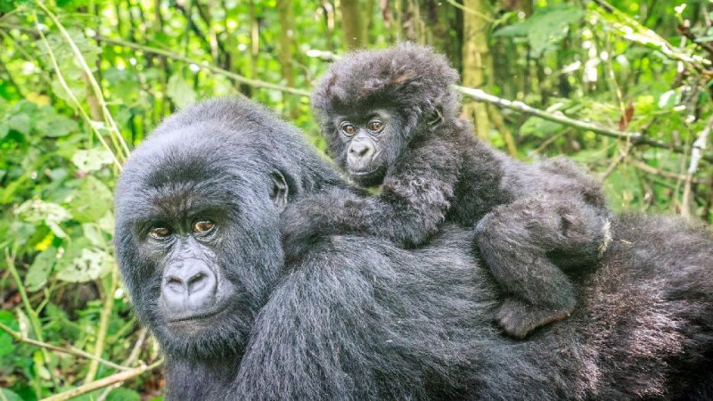 Uganda Szafari - Egyéni Körutazás