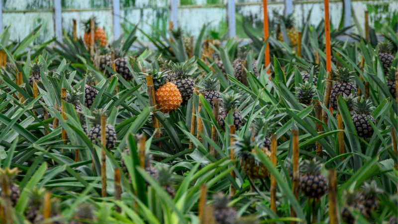 Azori-szigetek – Sao Miguel