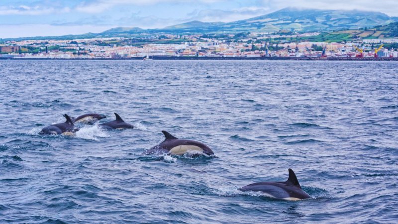 Azori-szigetek – Sao Miguel