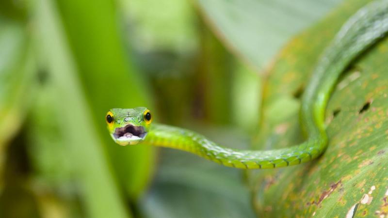 Jamaicai pihenéssel Costa Rica