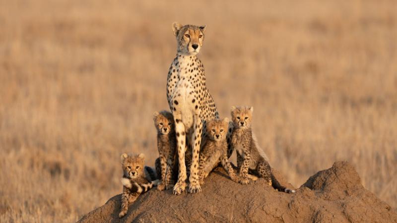 Dél-afrika - Szafari És Körutazás
