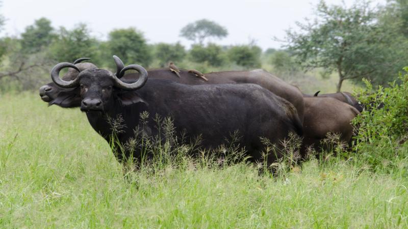 Dél-afrika - Szafari És Körutazás