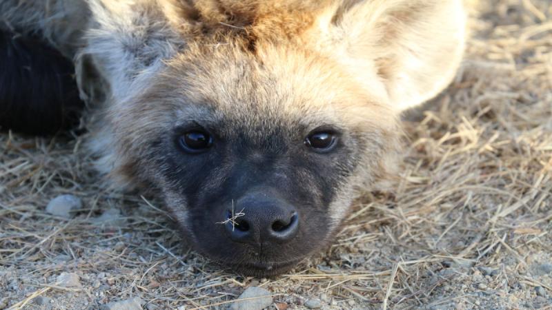 Dél-afrika - Szafari És Körutazás