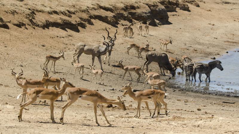 Dél-afrika - Szafari És Körutazás