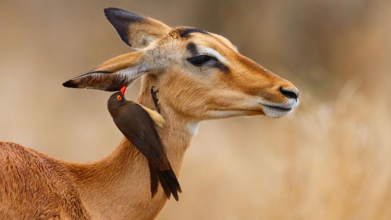 Dél-afrika - Szafari És Körutazás