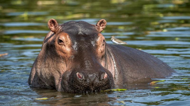 Dél-afrika - Szafari És Körutazás