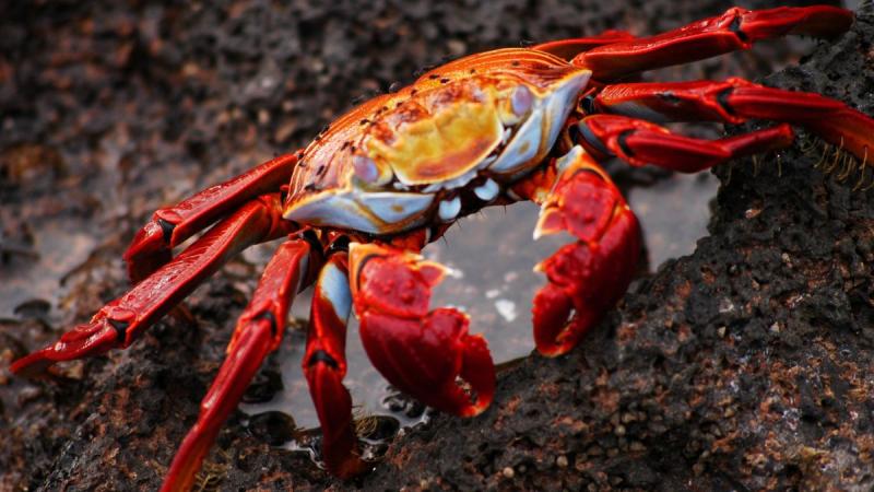 Ecuador: Quito És Galápagos-szigetek Világa