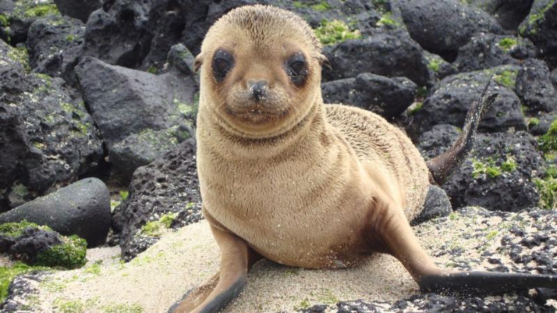 Ecuador: Quito És Galápagos-szigetek Világa