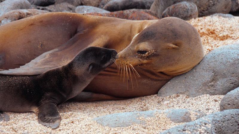 Ecuador: Quito És Galápagos-szigetek Világa